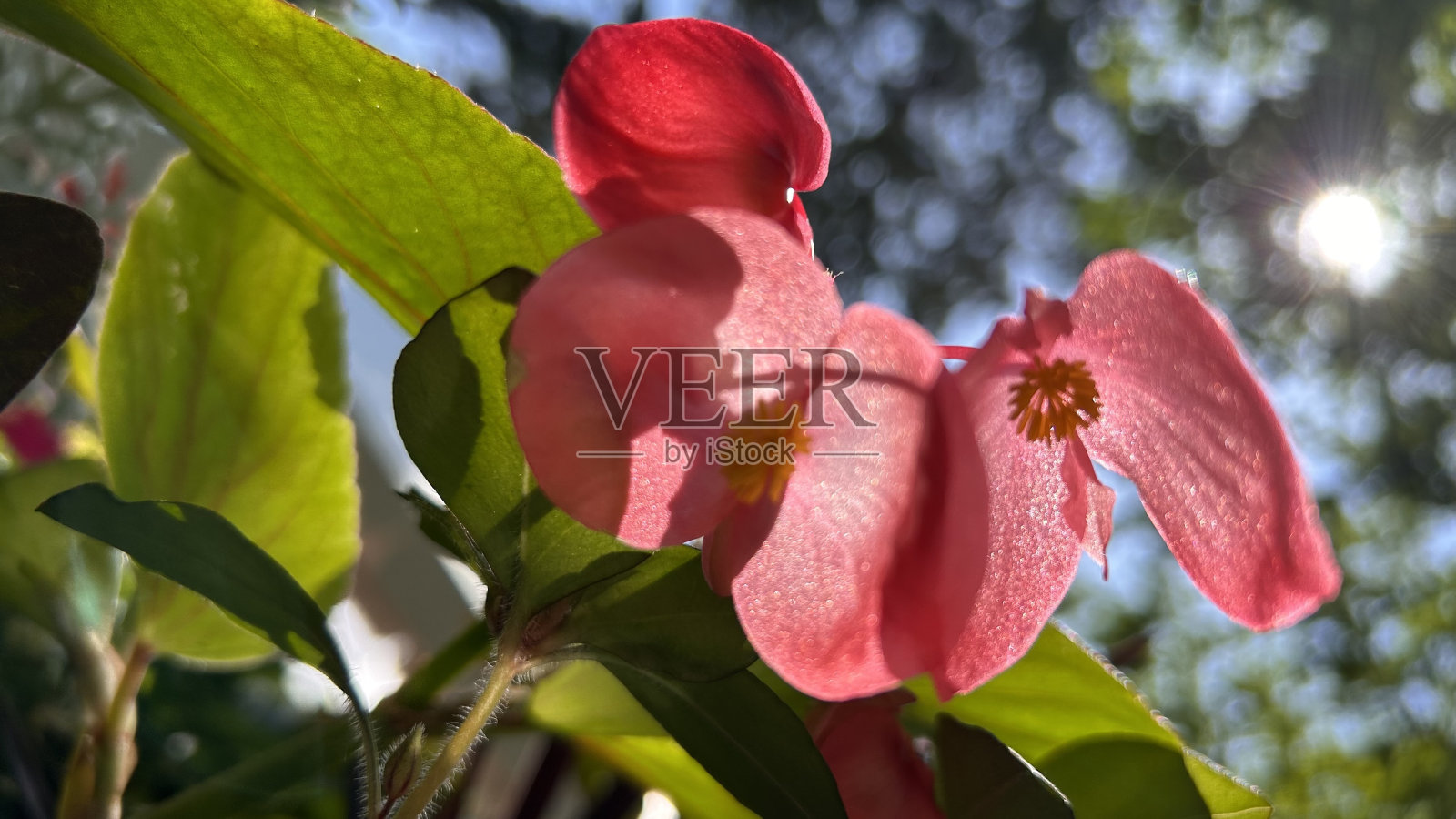红色的花照片摄影图片
