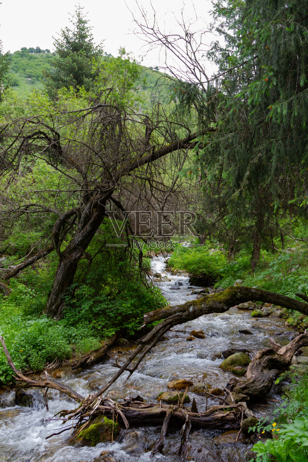小溪对面的干树照片摄影图片