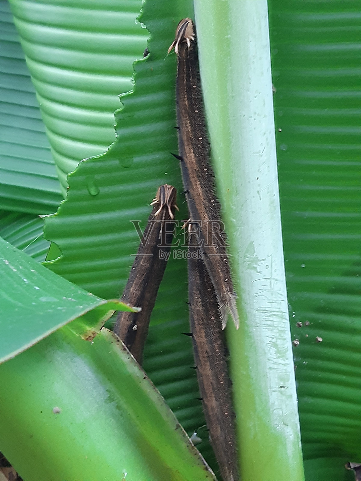 芭蕉叶上的热带蝴蝶毛虫照片摄影图片