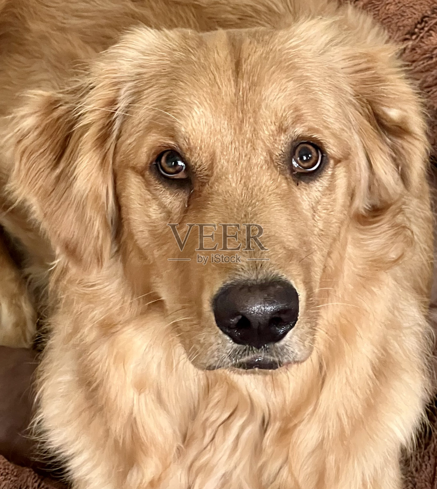 金毛猎犬幼犬照片摄影图片