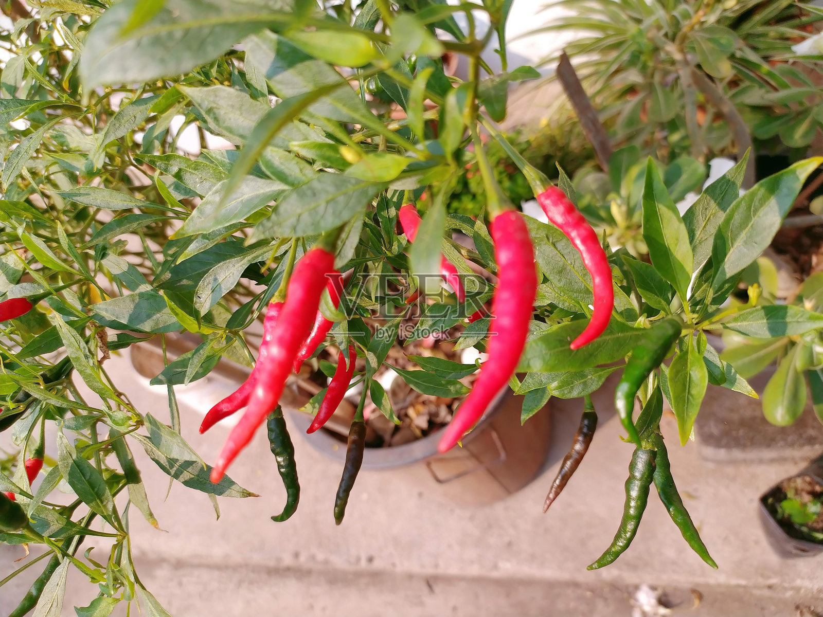 一盆红辣椒植物的照片。照片摄影图片