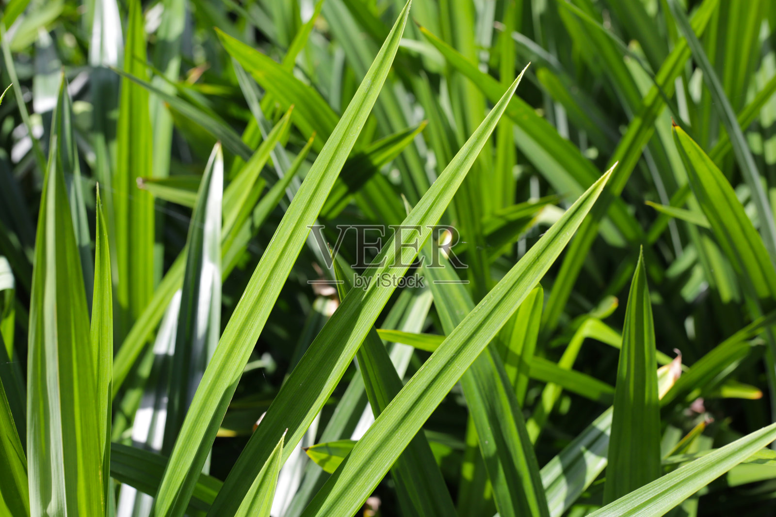 熊猫在花园里种叶子照片摄影图片