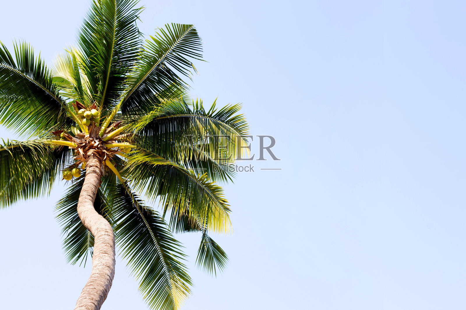 椰子树与蓝天照片摄影图片
