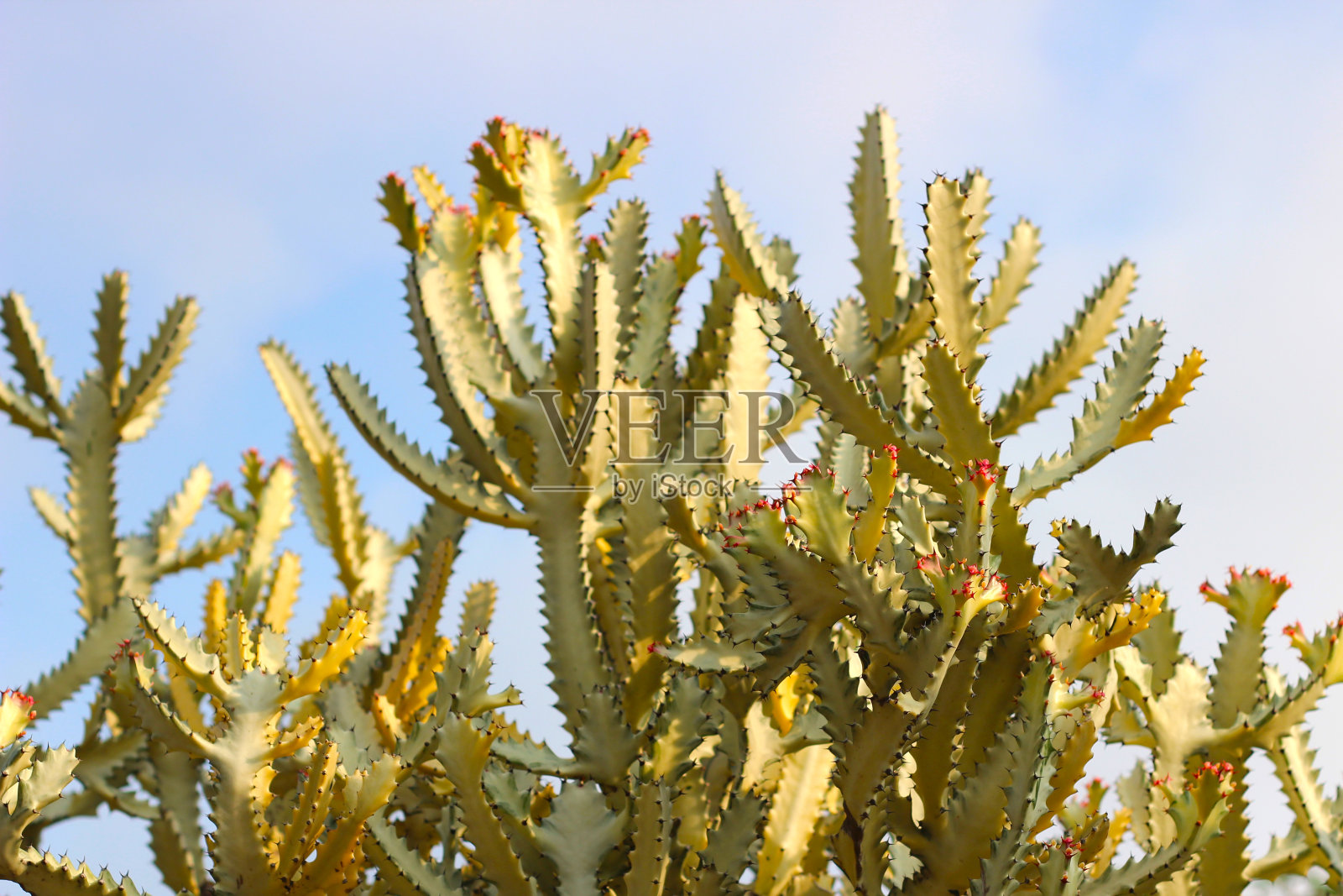 大戟乳茶白鬼龙骨照片摄影图片