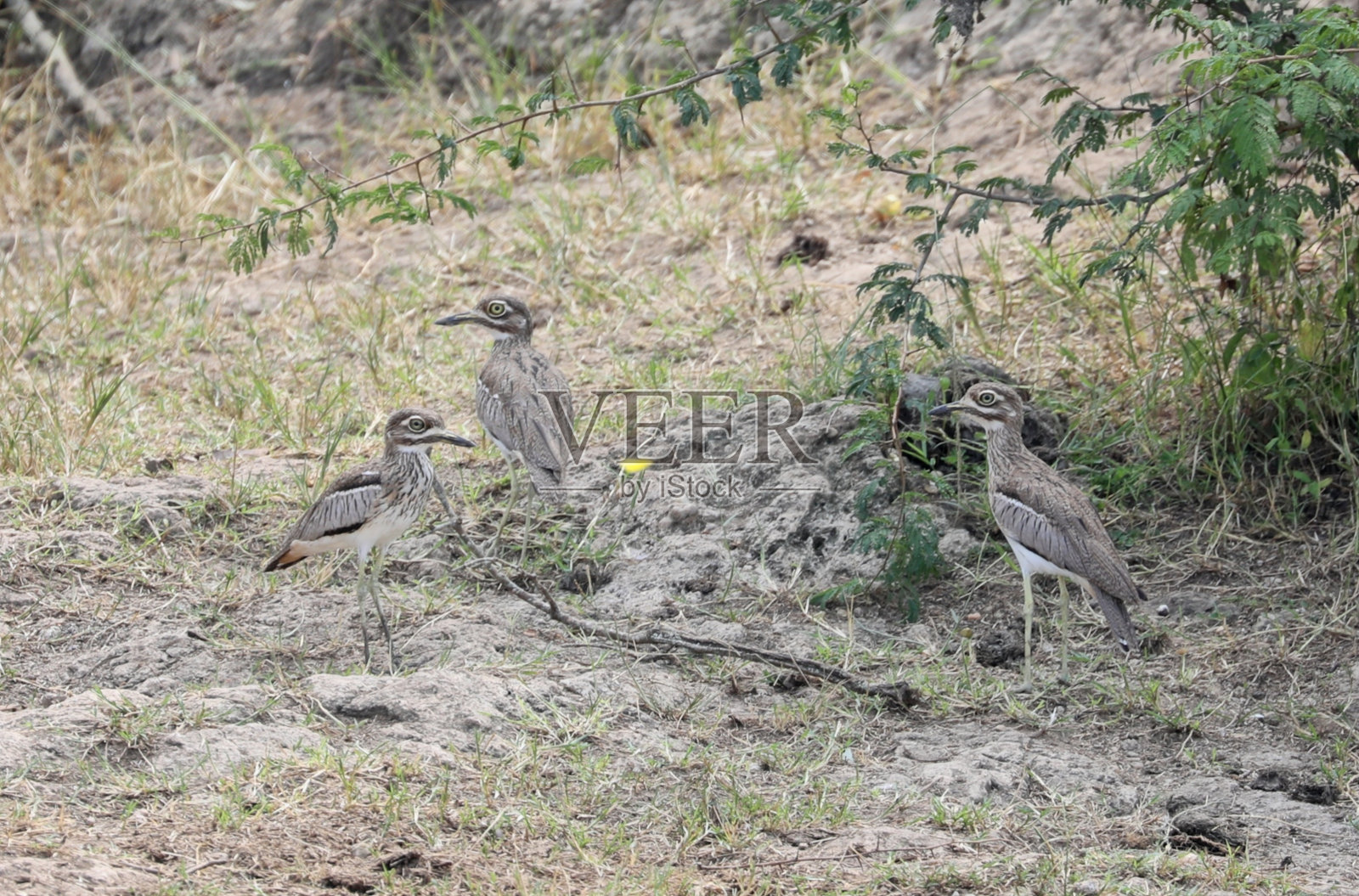 水Thick-knee照片摄影图片