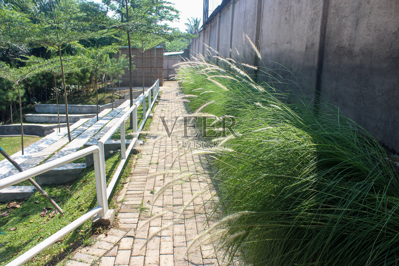 中国水草(狼尾草)照片摄影图片