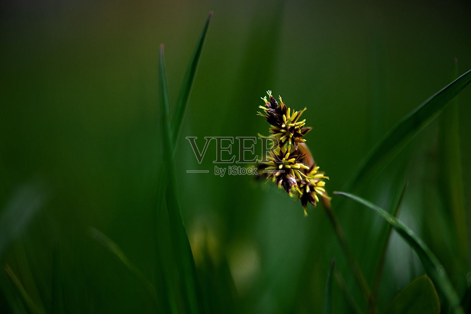 一朵黄色的花在绿色的背景上从草丛中脱颖而出照片摄影图片
