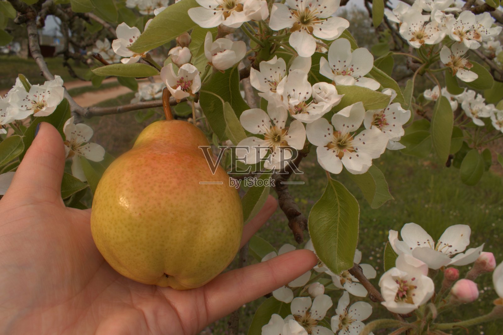 梨与花照片摄影图片