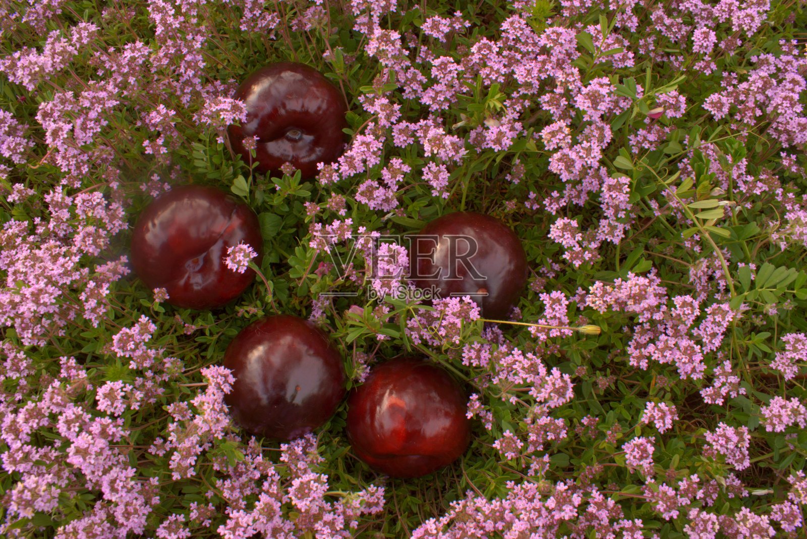 梅花与花照片摄影图片