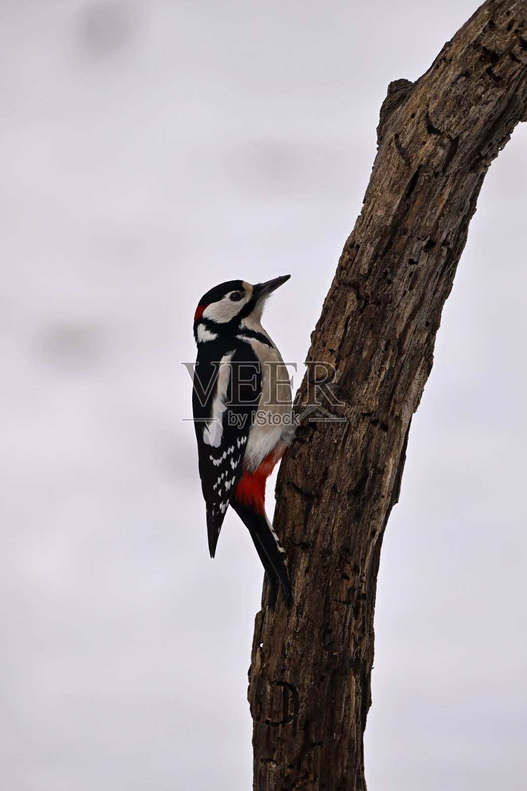 冬天的大斑点啄木鸟照片摄影图片