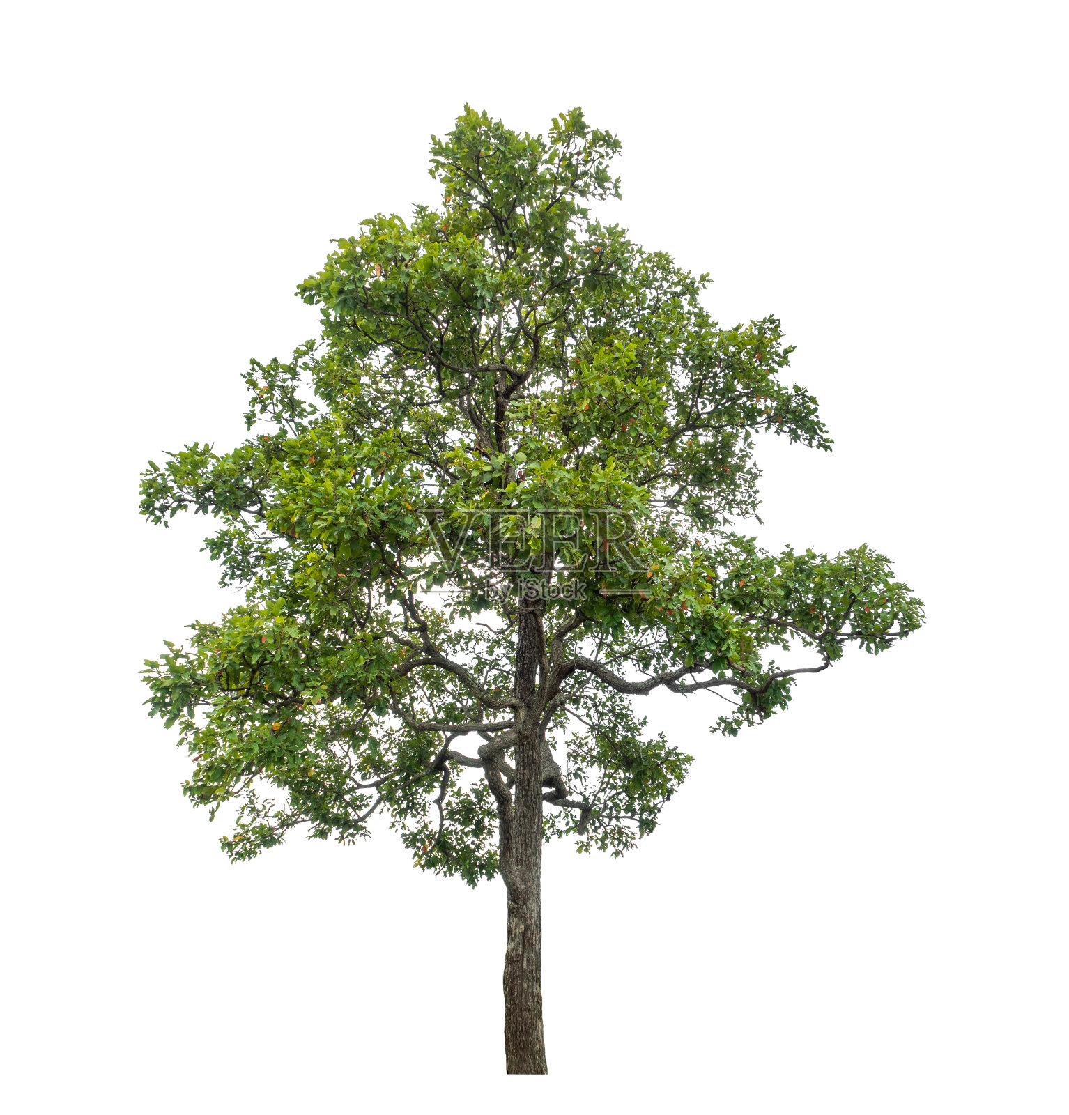 孤立的树照片摄影图片