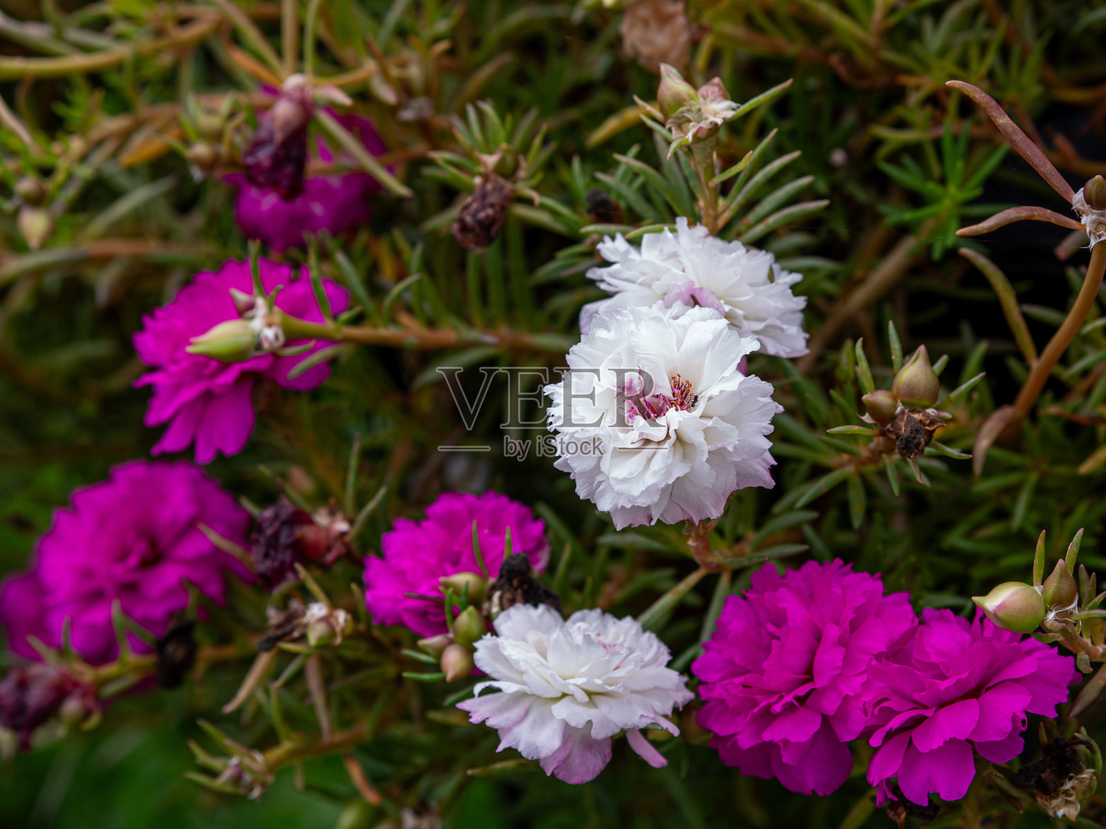 花园中美丽的花朵靠近了。照片摄影图片