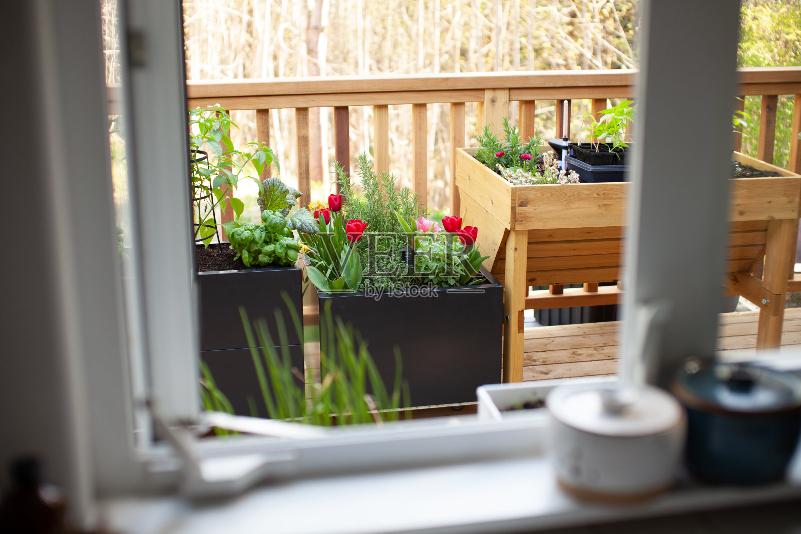 从厨房的窗户可以看到春天的郁金香、香草和蔬菜照片摄影图片