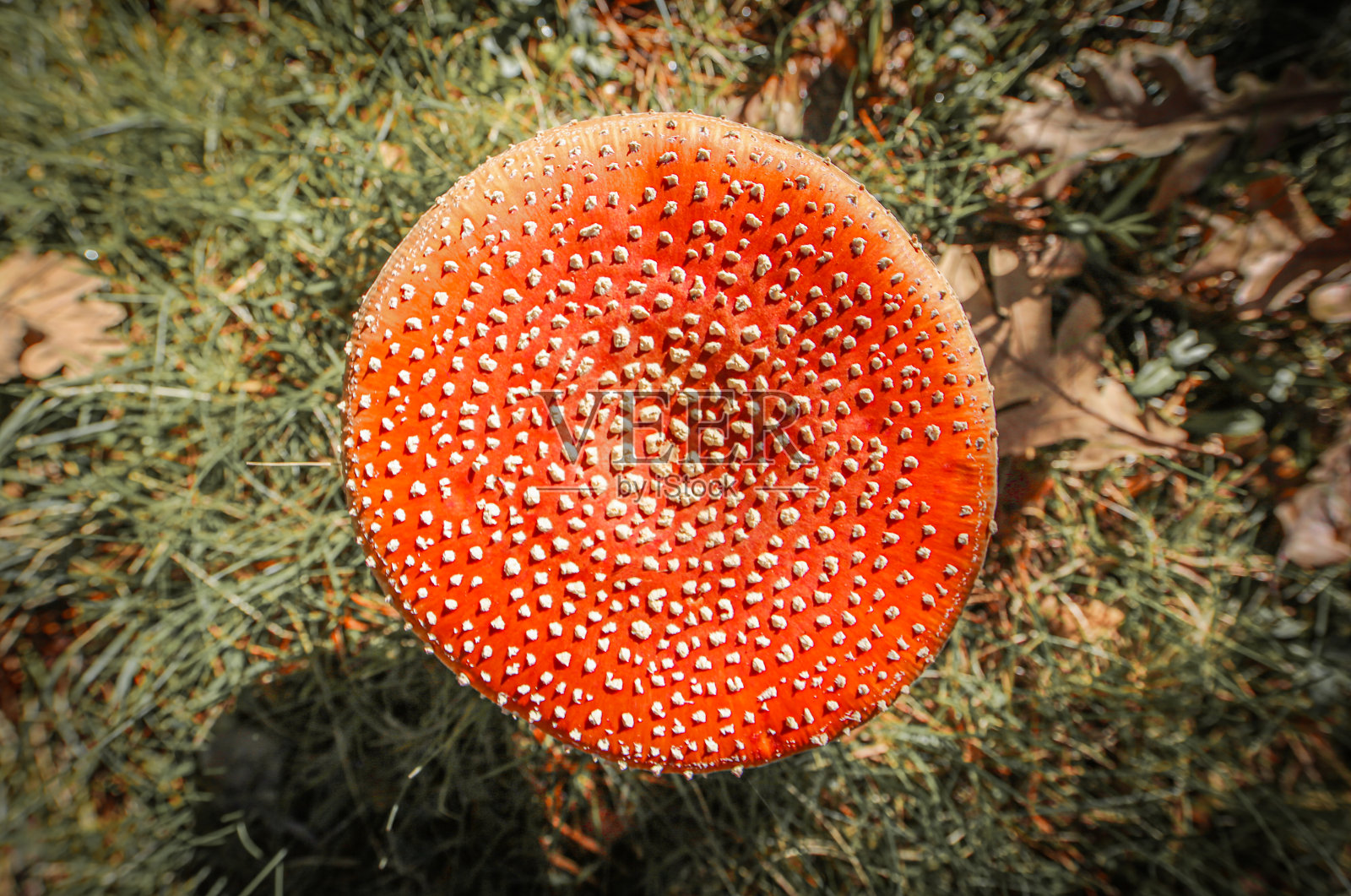 真菌生活在森林里。美丽的红色苍蝇木耳蘑菇与白点照片摄影图片