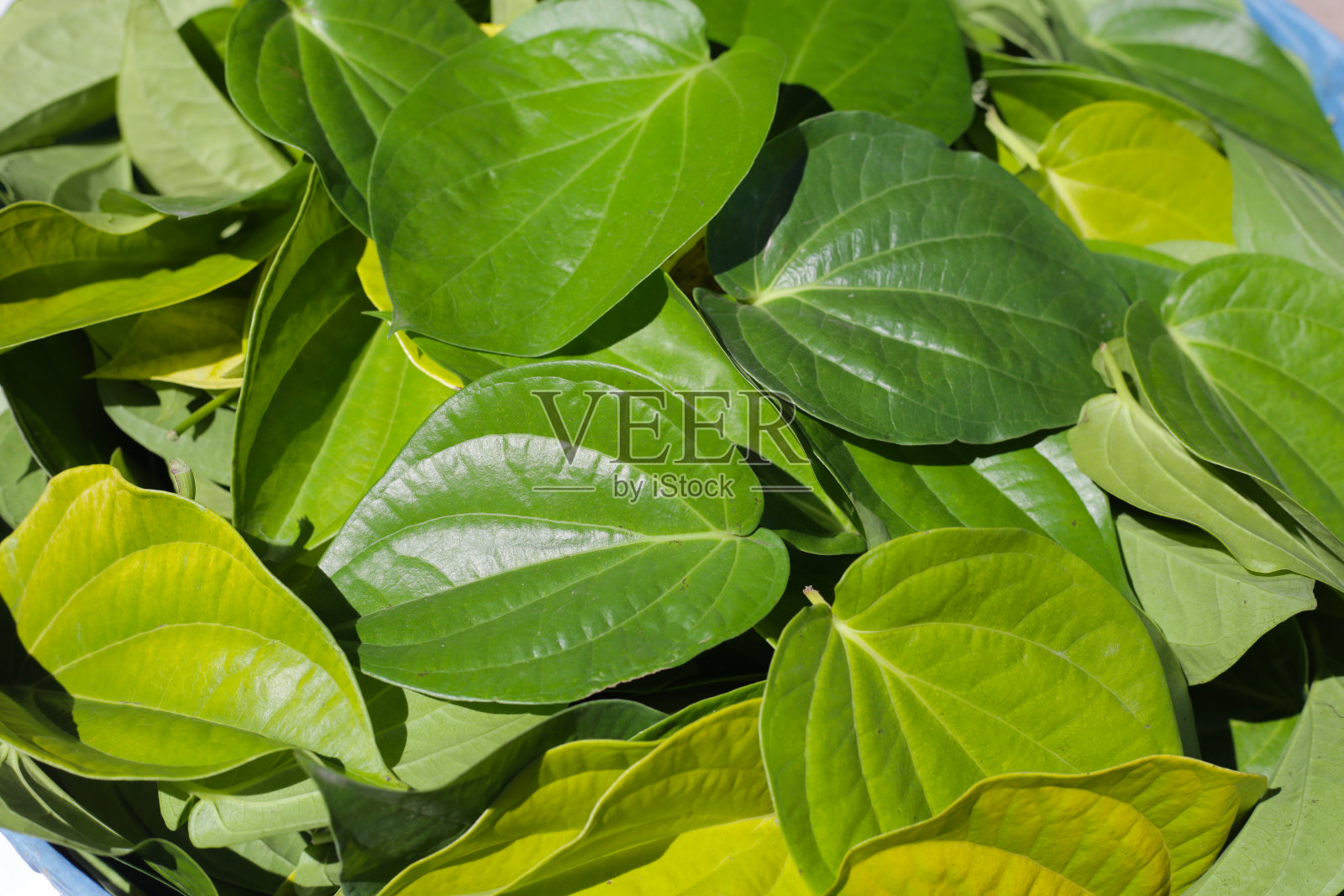 槟榔的绿叶照片摄影图片