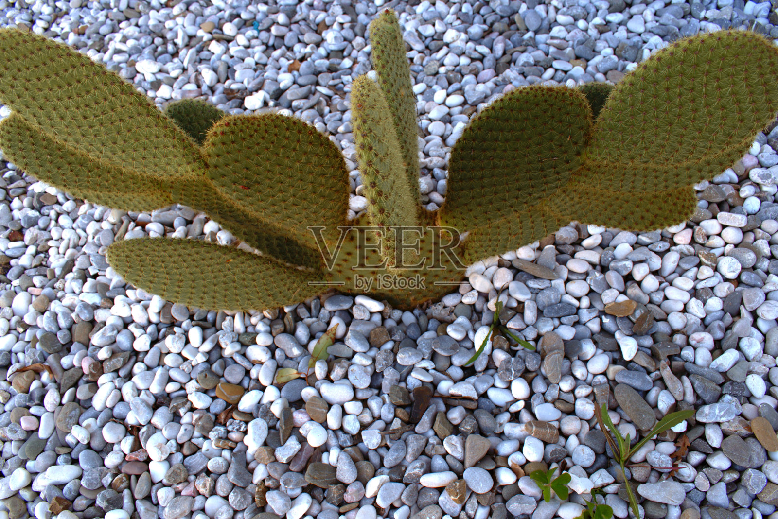 仙人掌照片摄影图片