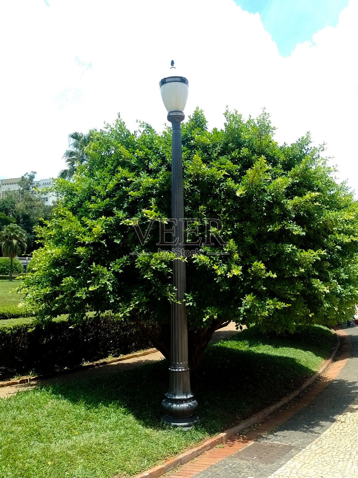 灯杆和树木照片摄影图片