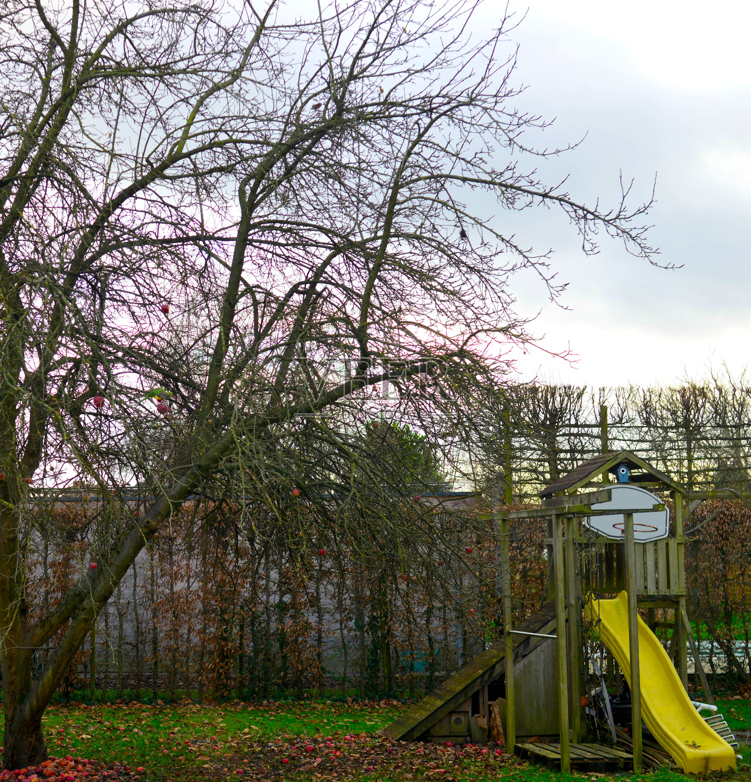 幼长尾小鹦鹉还是其他物种?照片摄影图片