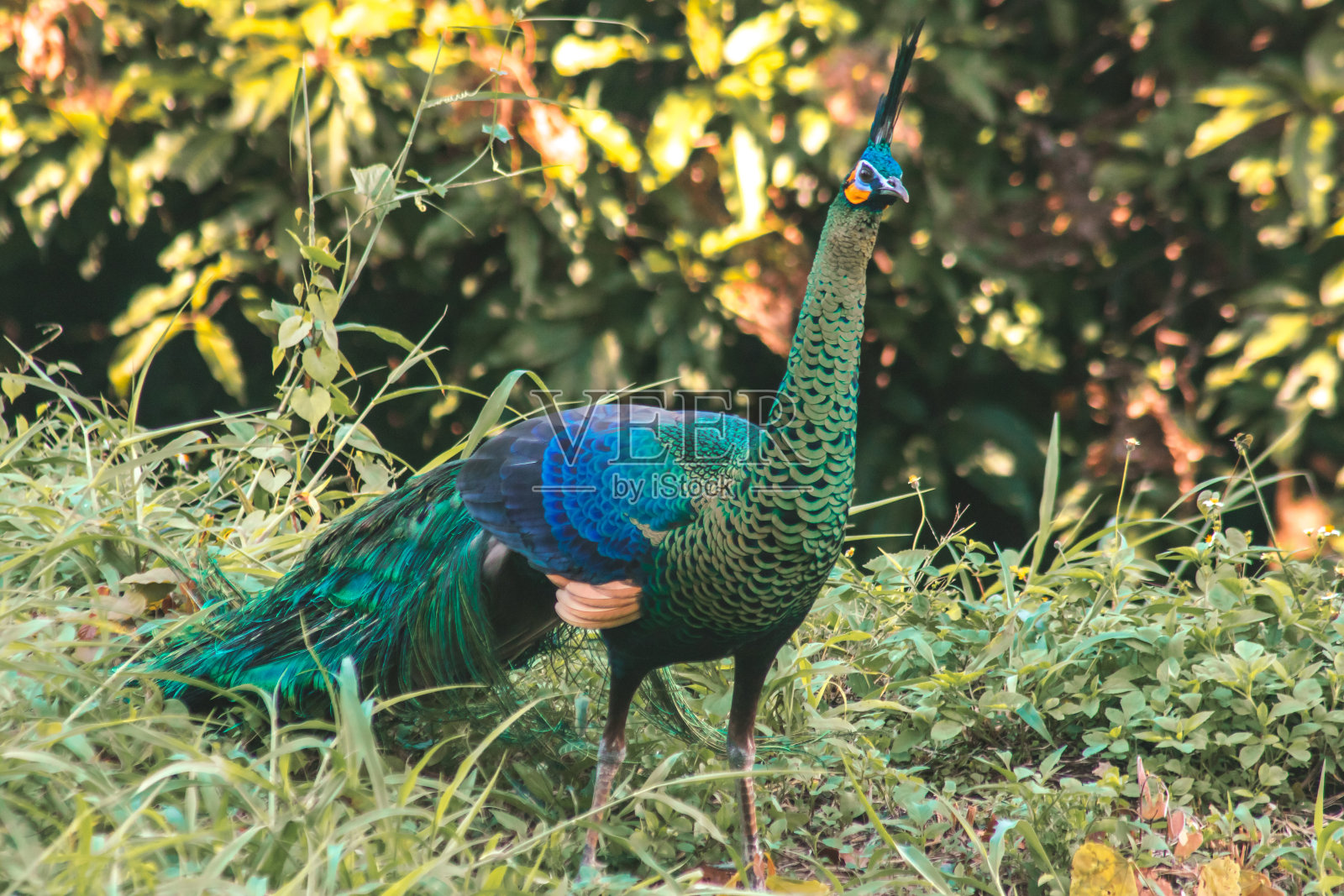 孔雀在草地上走来走去寻找食物。照片摄影图片