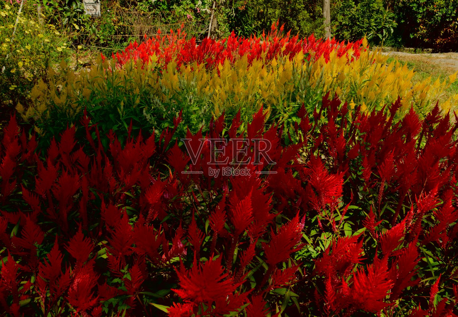 精选重点植物，Boroco植物学名为celosia argenttea，一种原产于热带地区的草本植物。照片摄影图片