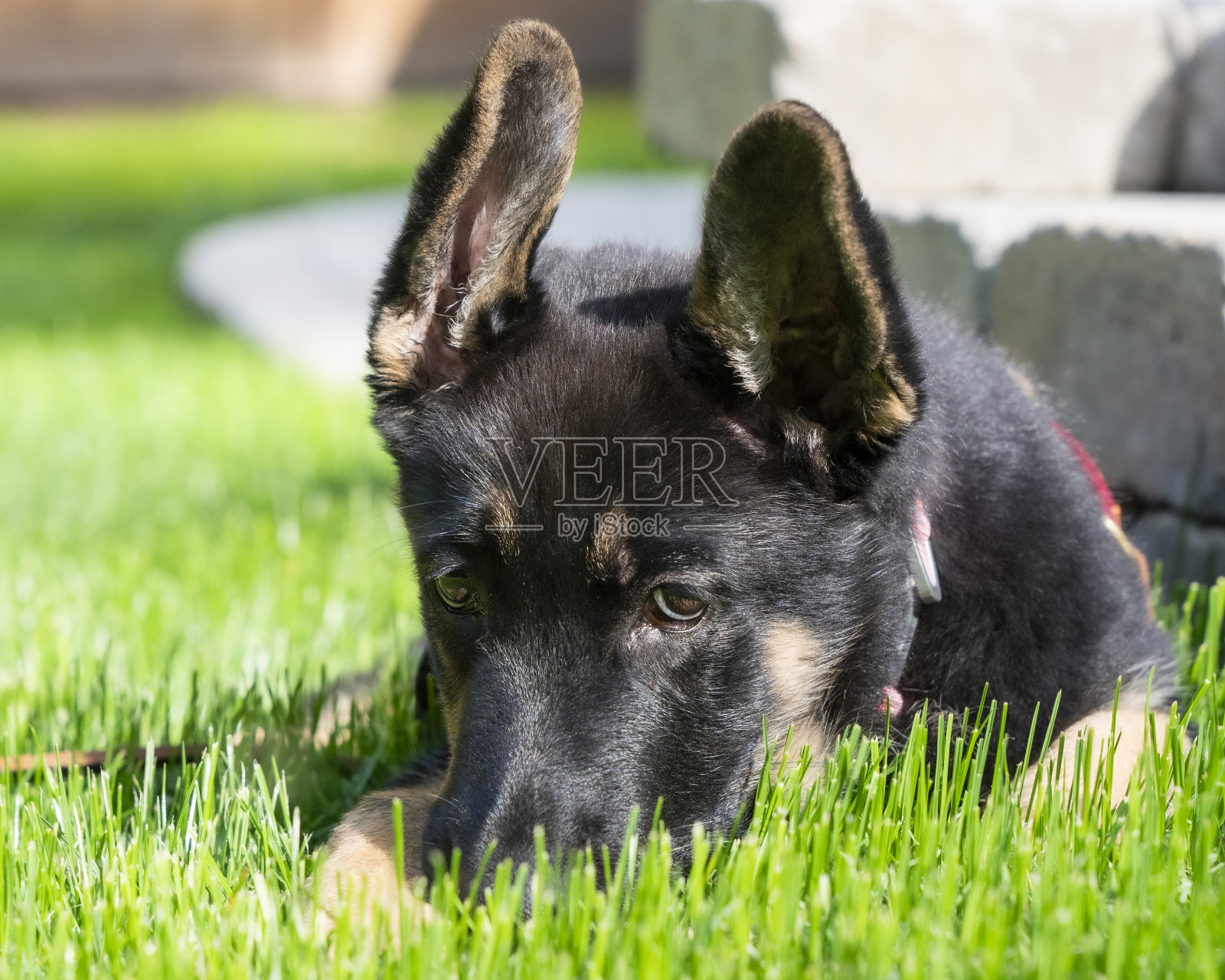 德国牧羊犬可爱的小狗肖像。照片摄影图片