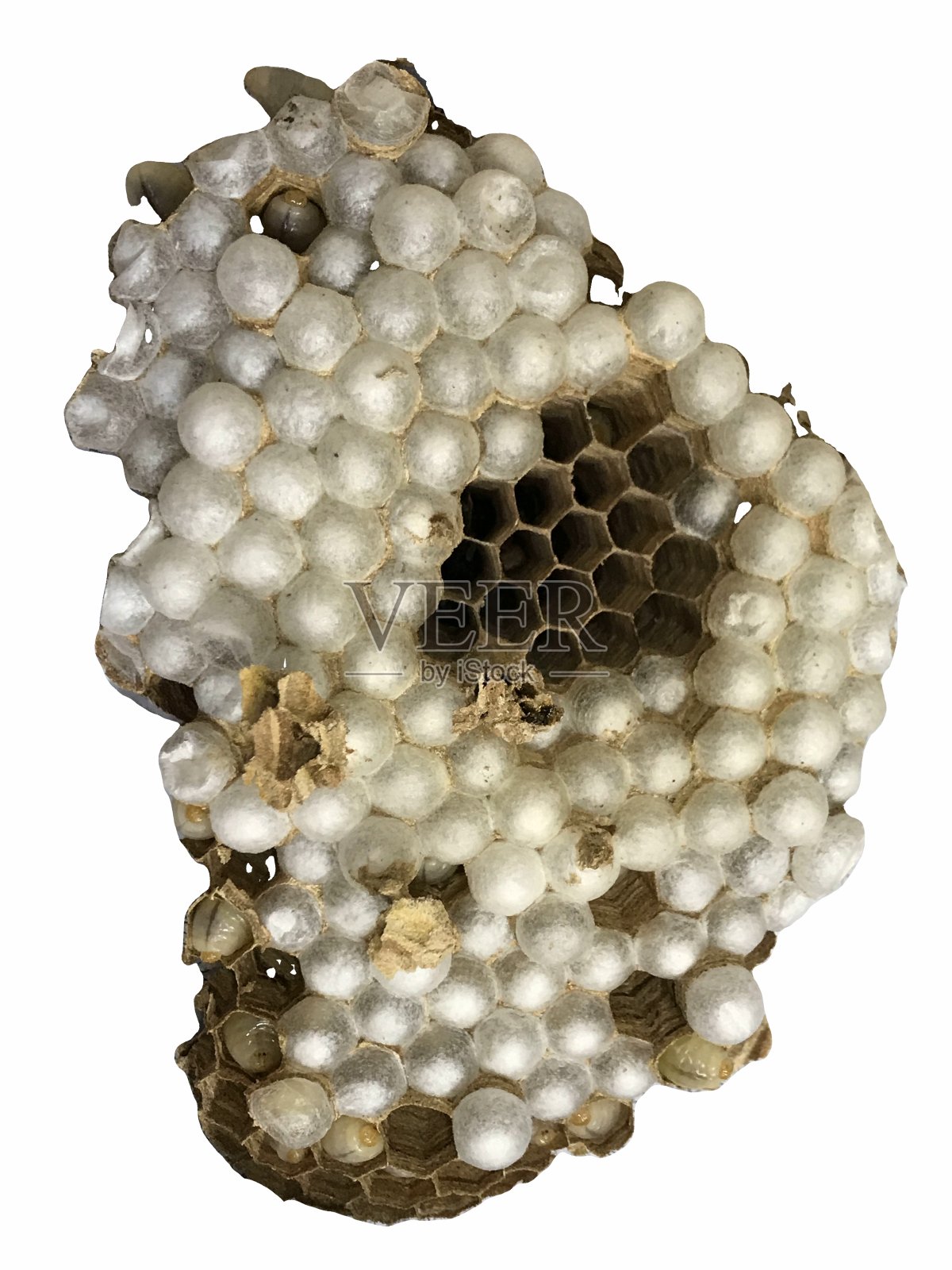 vespiary照片摄影图片