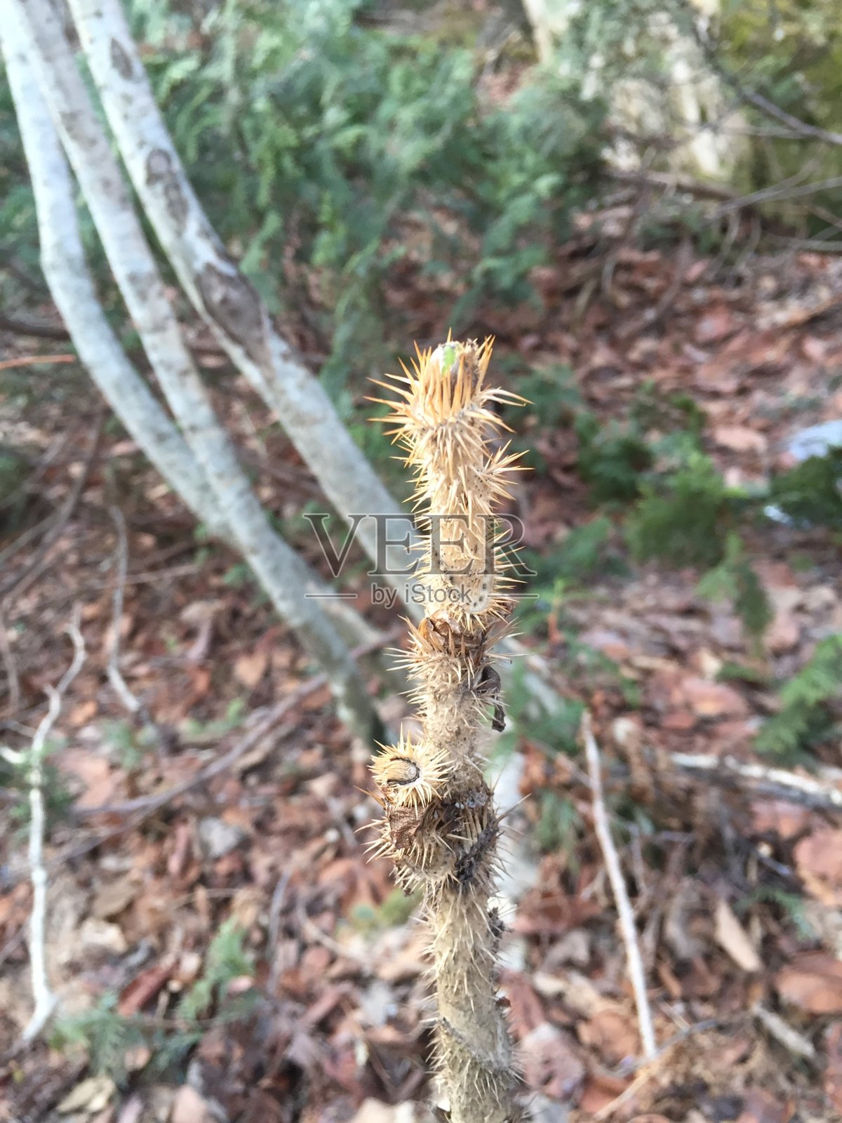 高Oplopanax照片摄影图片