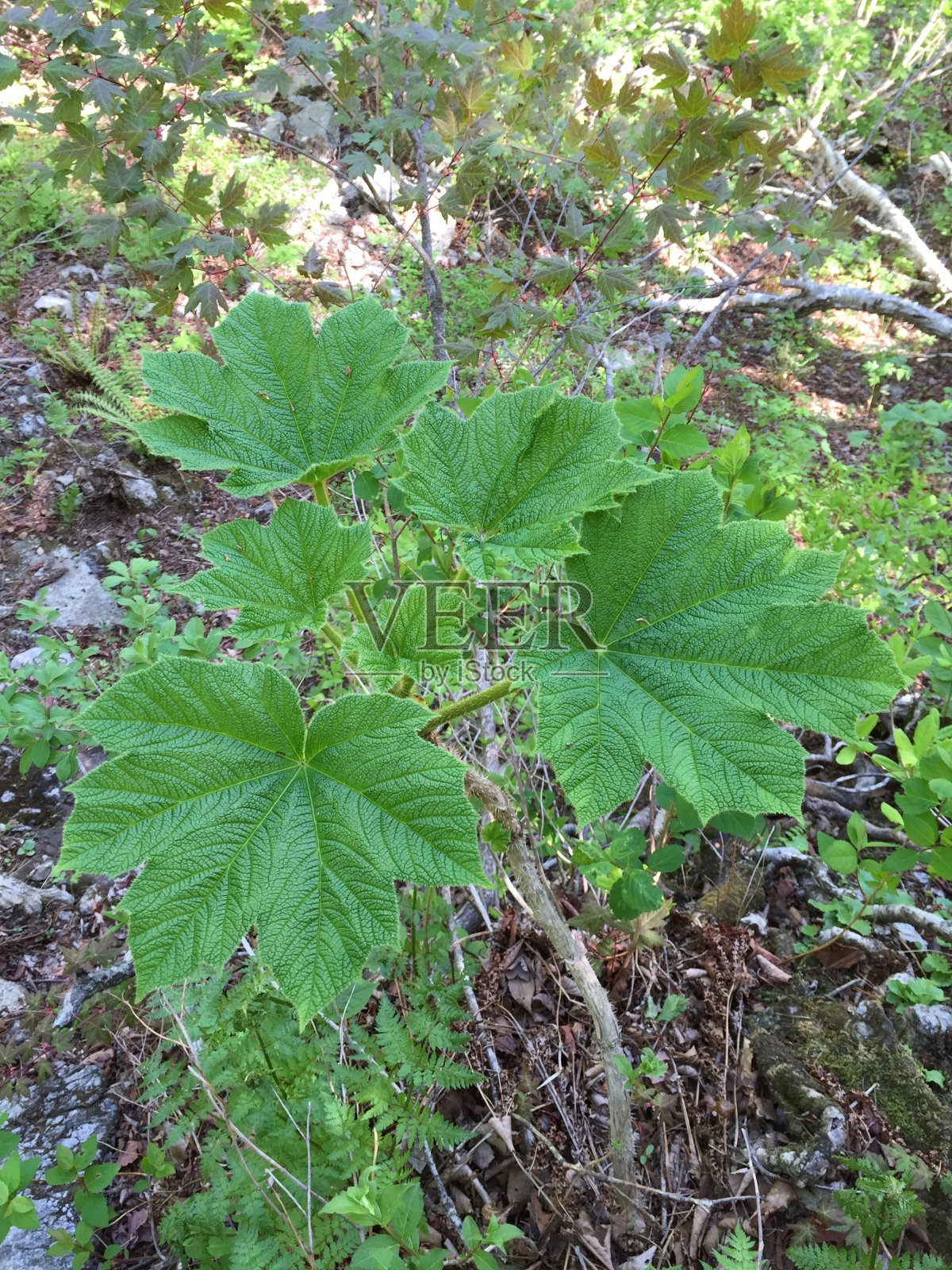 高Oplopanax照片摄影图片
