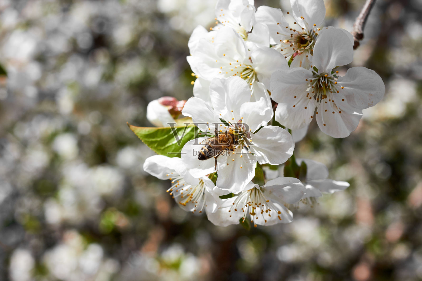 一棵盛开的樱桃树的树枝上开着美丽的白花，映衬着蓝天和蜜蜂照片摄影图片