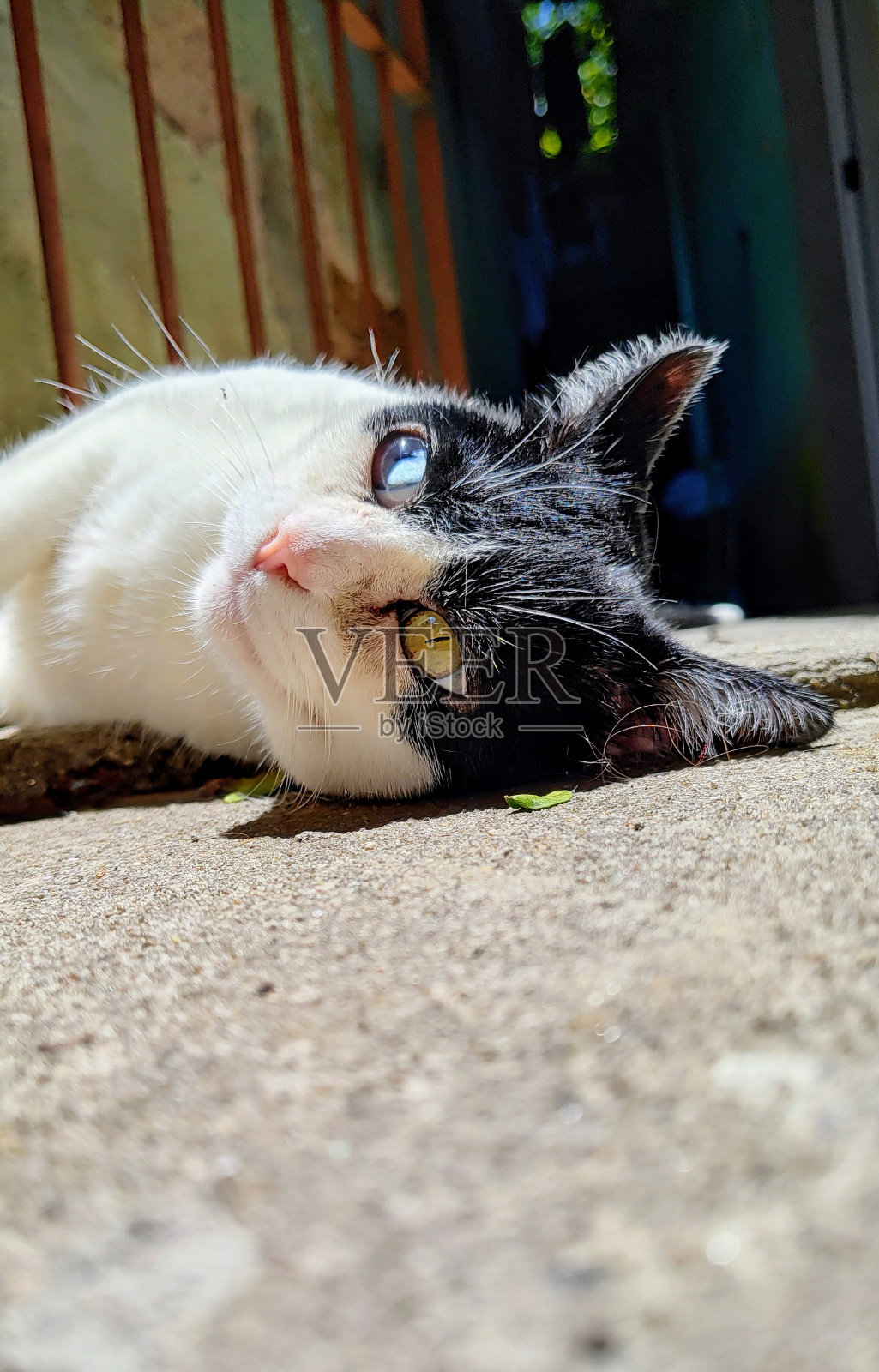 猫的生活照片摄影图片