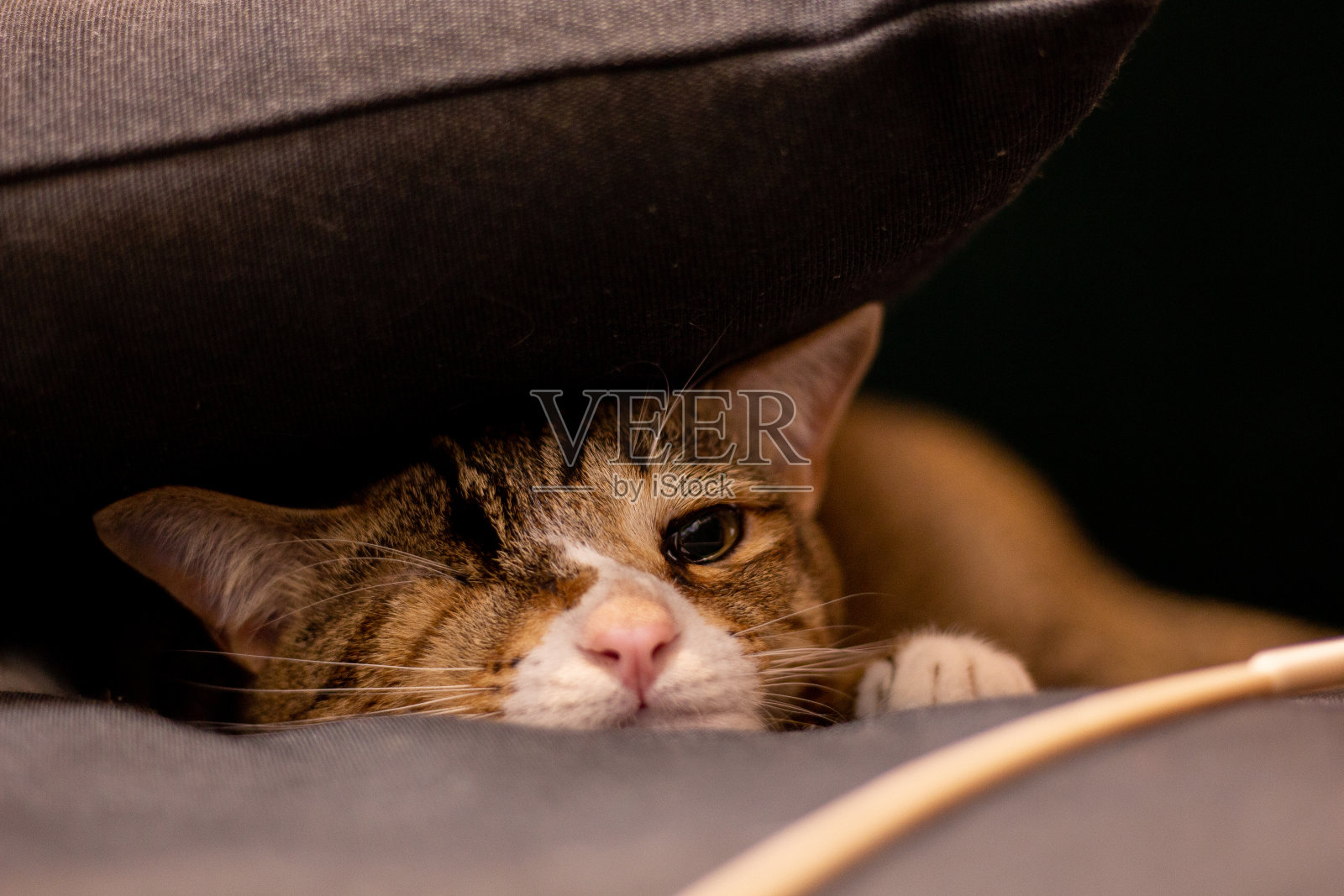 家养短毛猫躲起来的画像照片摄影图片