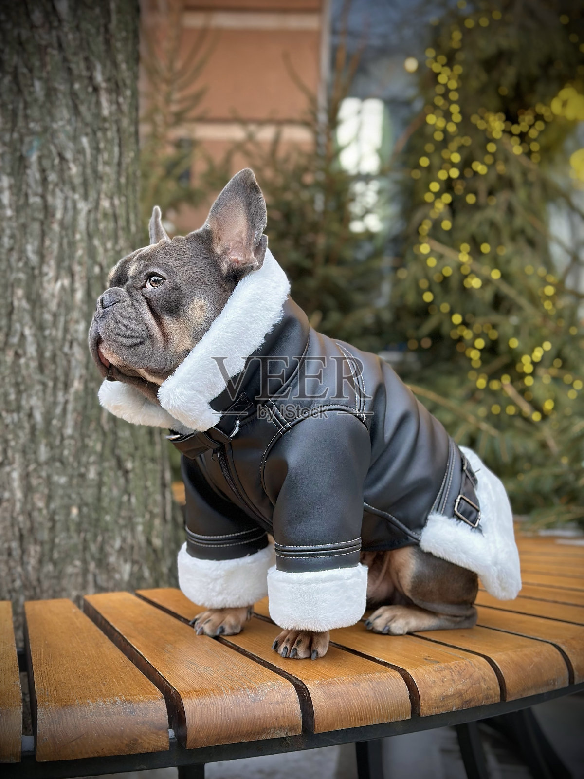 牛头犬穿着白色毛皮的黑色羊皮外套。给狗穿暖和的衣服。照片摄影图片