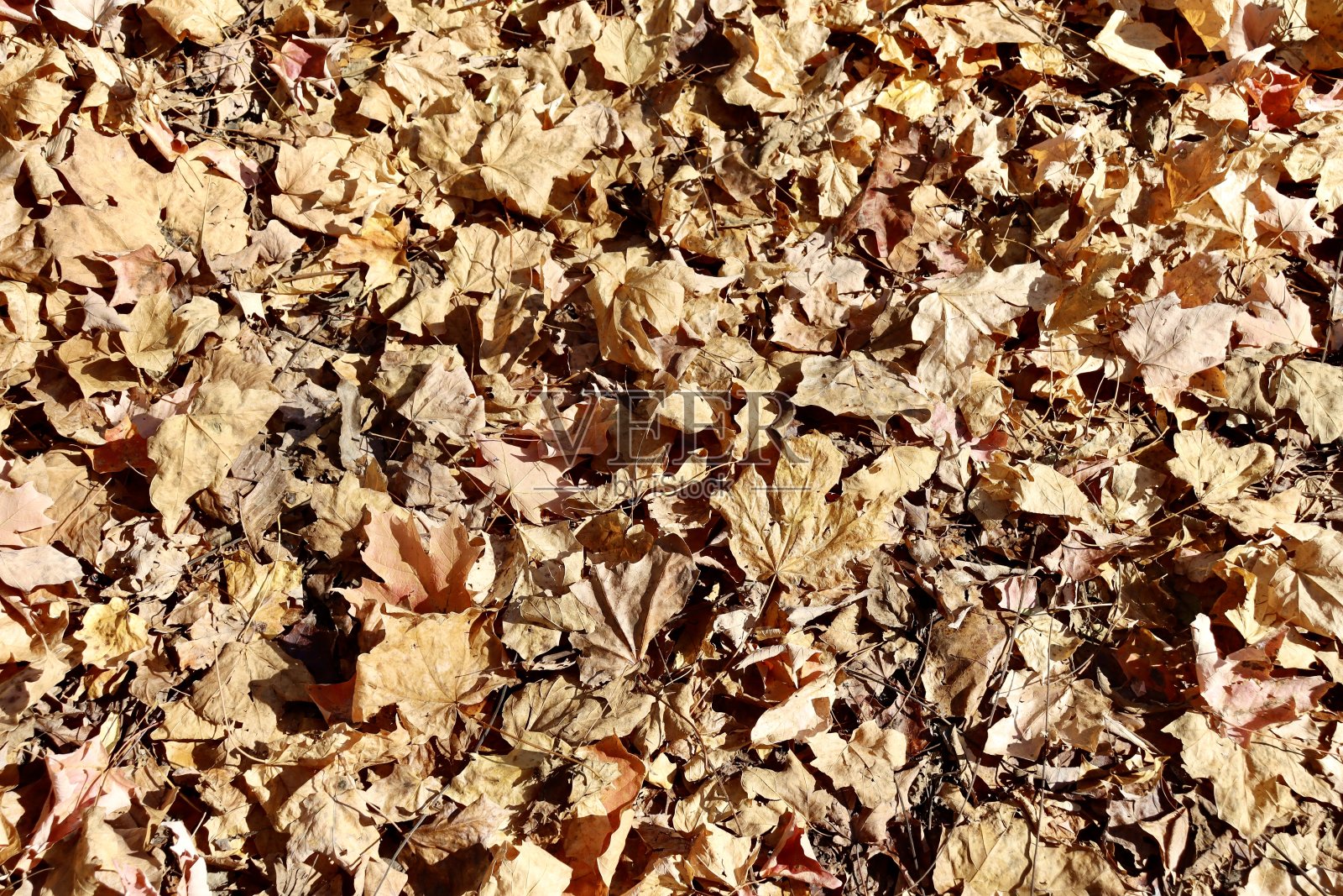 一堆落叶照片摄影图片