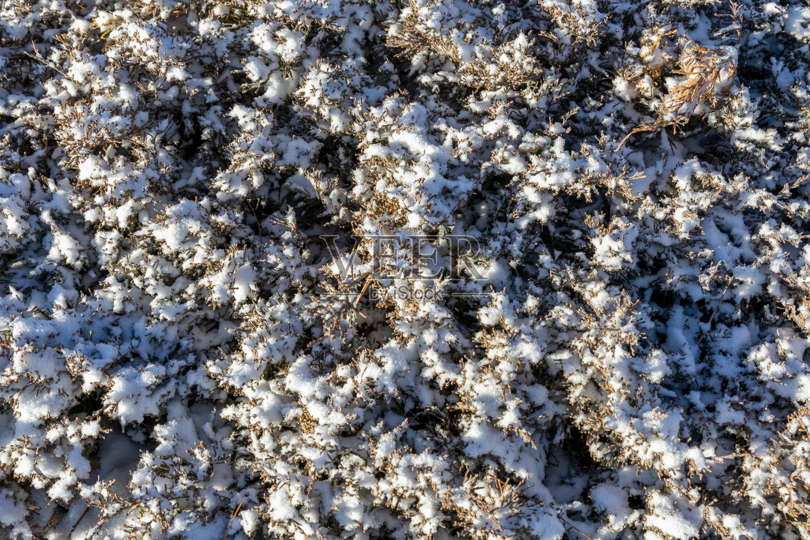 灌木树枝上的软雪照片摄影图片