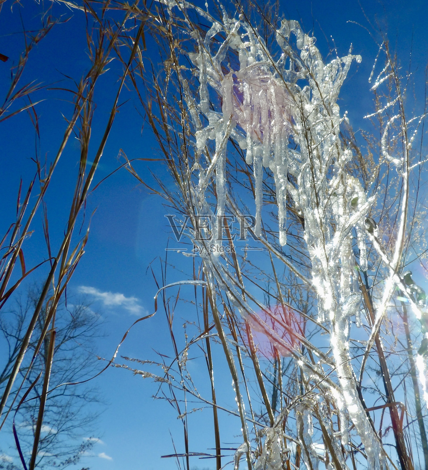 阳光下冰冷的植物照片摄影图片