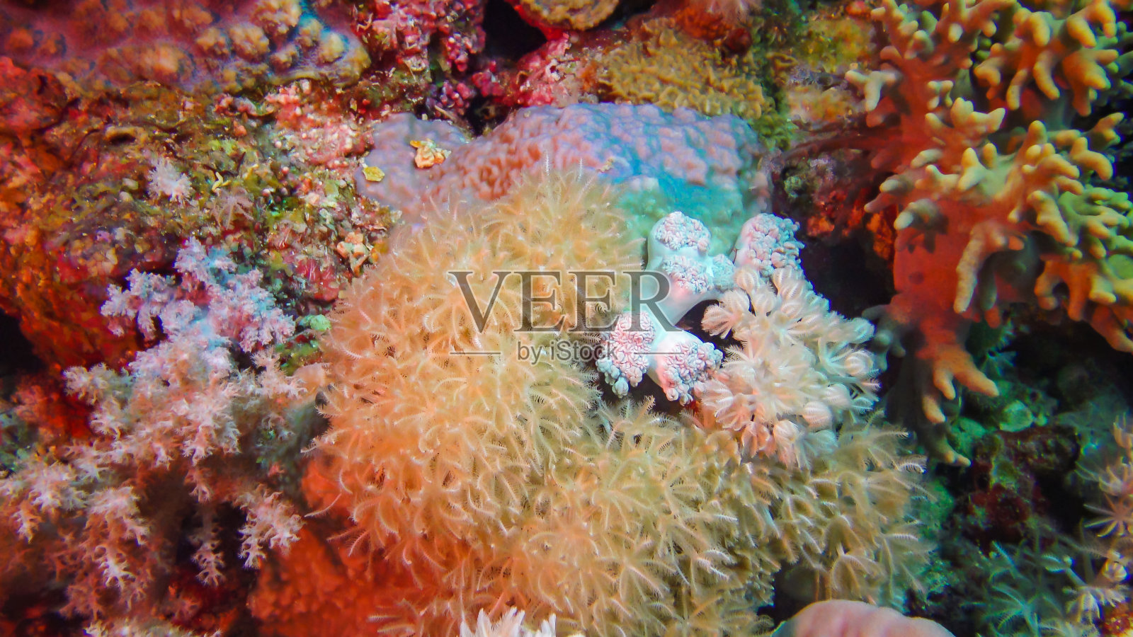 软珊瑚珊瑚虫在红海的珊瑚礁上捕捉浮游生物照片摄影图片