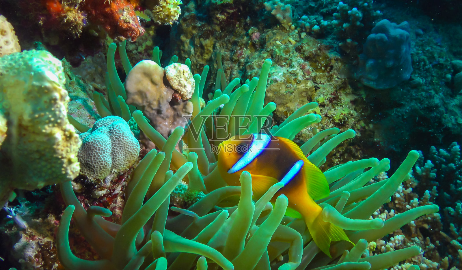 红海海葵鱼(Amphiprion bicinctus)一对已婚的鱼在绿色的海葵中游泳照片摄影图片