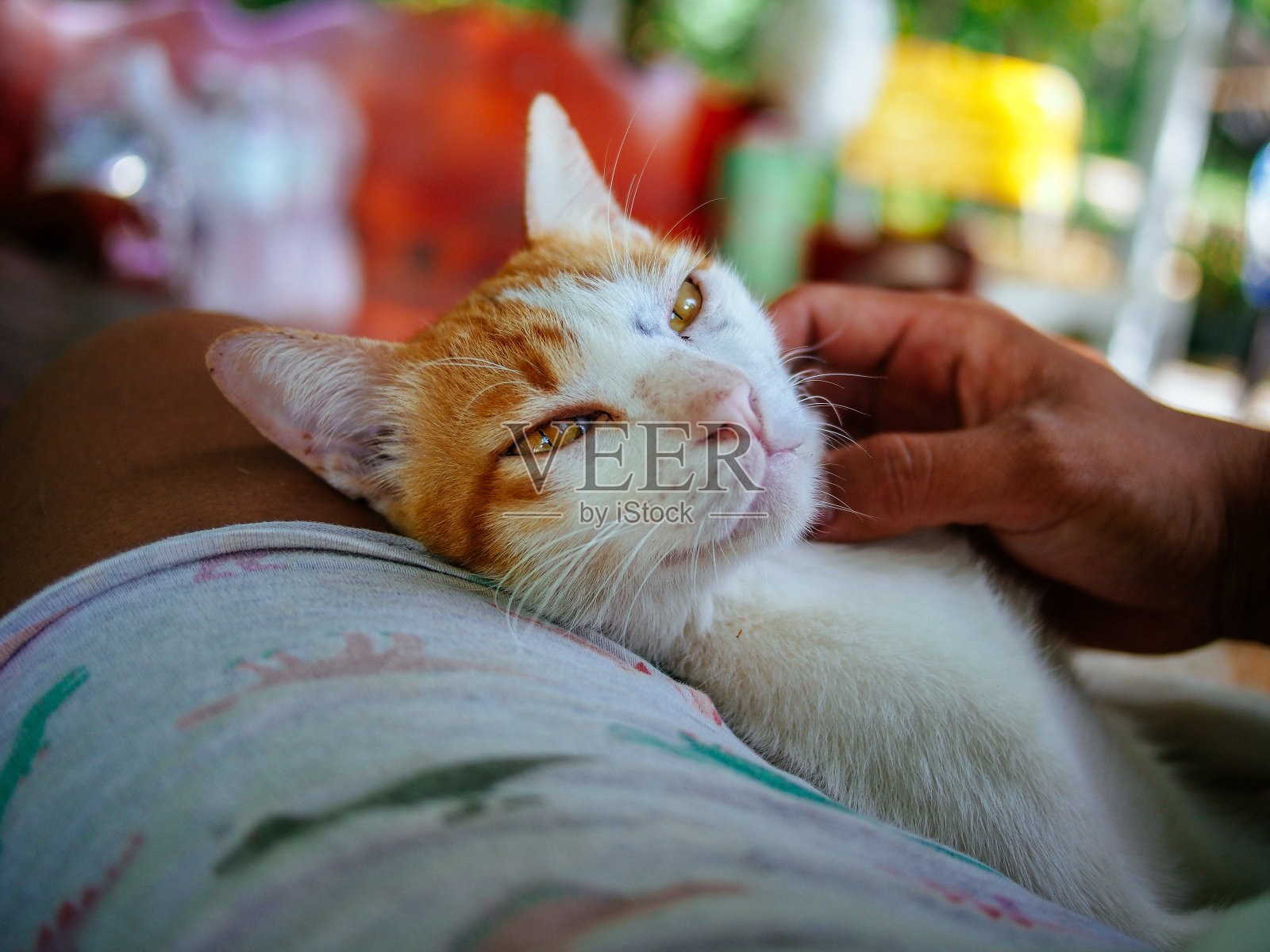 可爱猫咪特写照片摄影图片