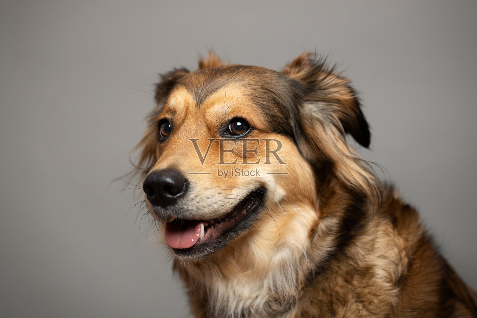 棕色可爱的狗画像。混合金毛猎犬照片摄影图片