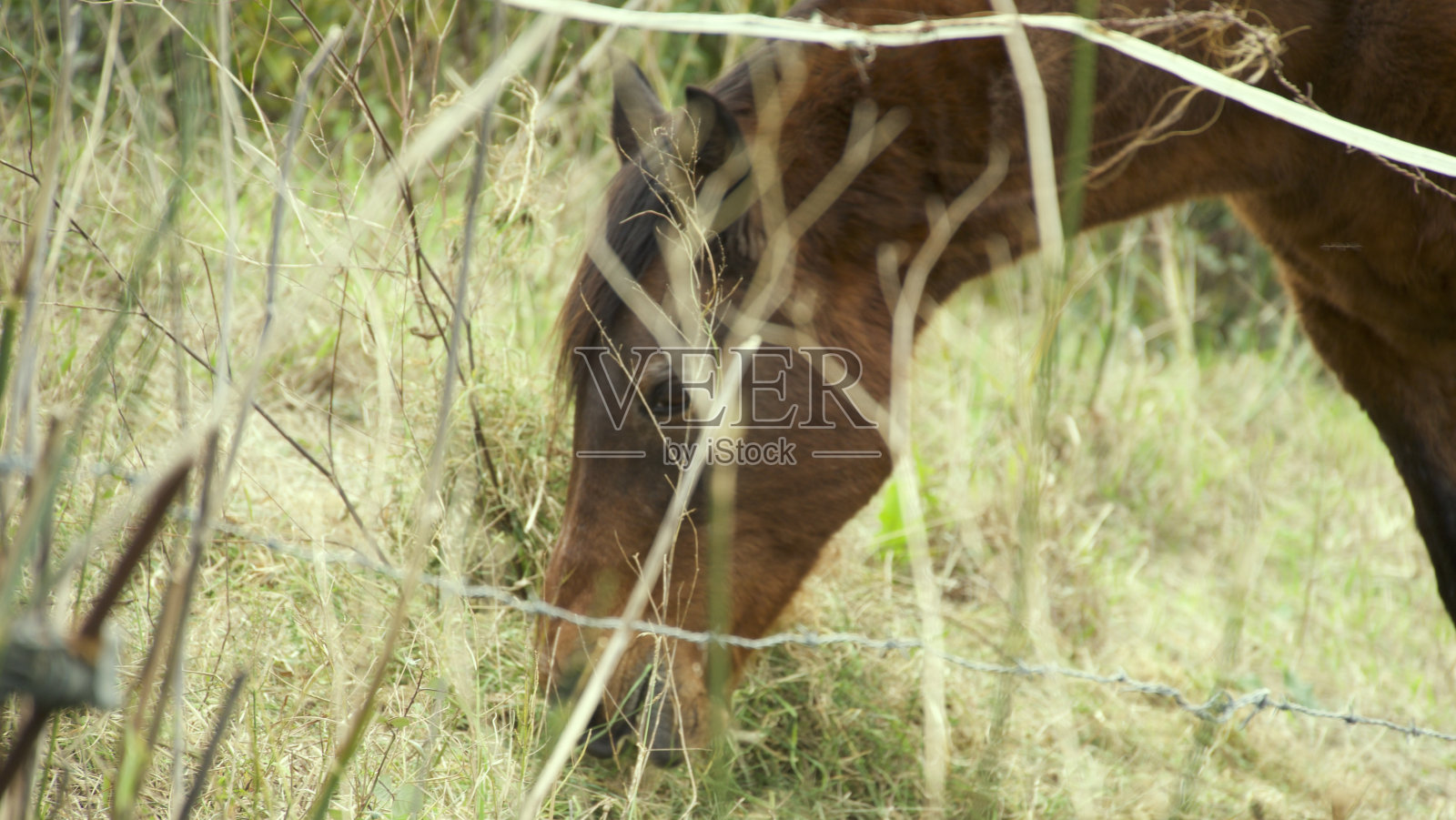 马在山间篱笆后吃草照片摄影图片