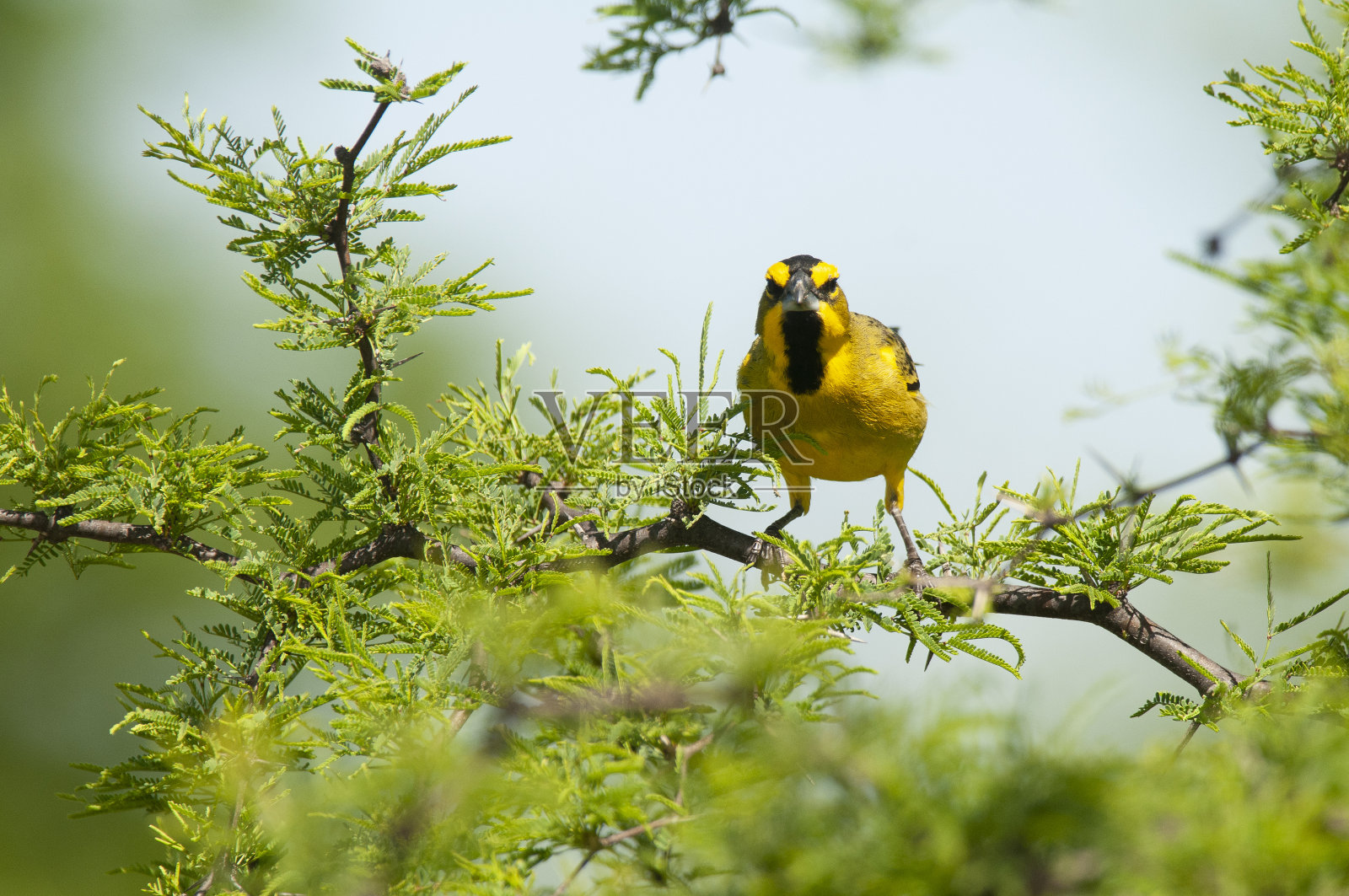 黄色红雀，Gubernatrix cristata，濒临灭绝的物种在拉潘帕，阿根廷照片摄影图片