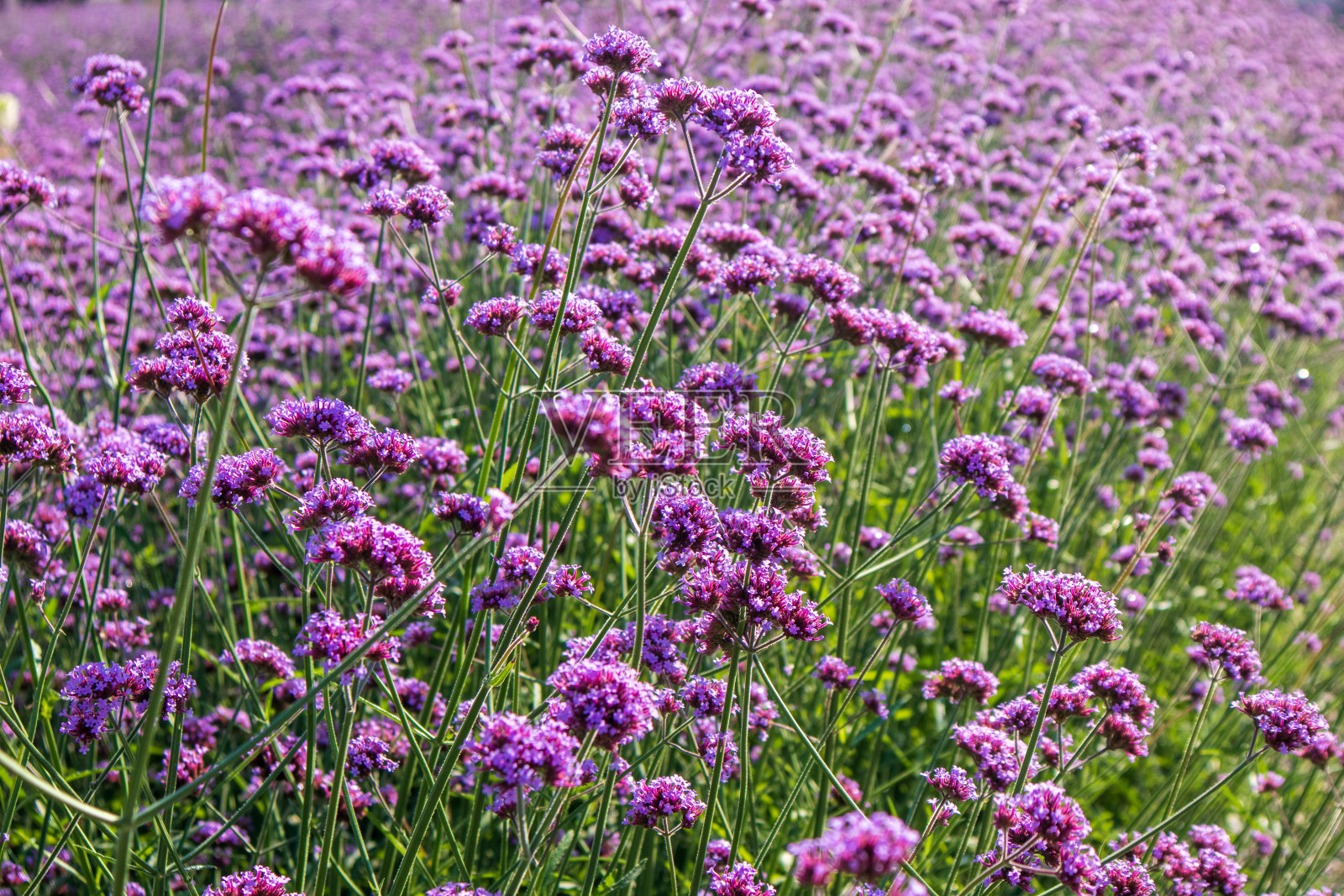 美丽的紫色马鞭草花坛在早晨盛开。照片摄影图片