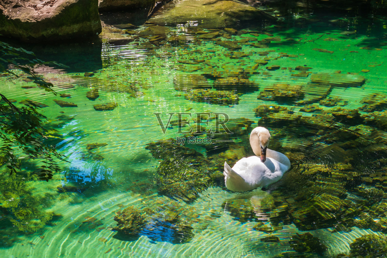 晴天蓝蓝的湖水上的天鹅池塘上的天鹅照片摄影图片