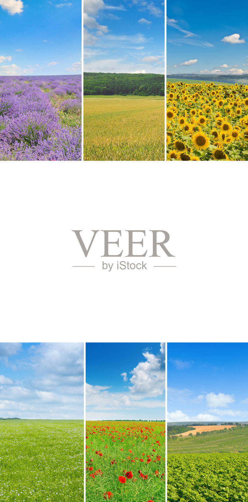 绿野蓝天全景。文本的自由空间。垂直的照片。照片摄影图片