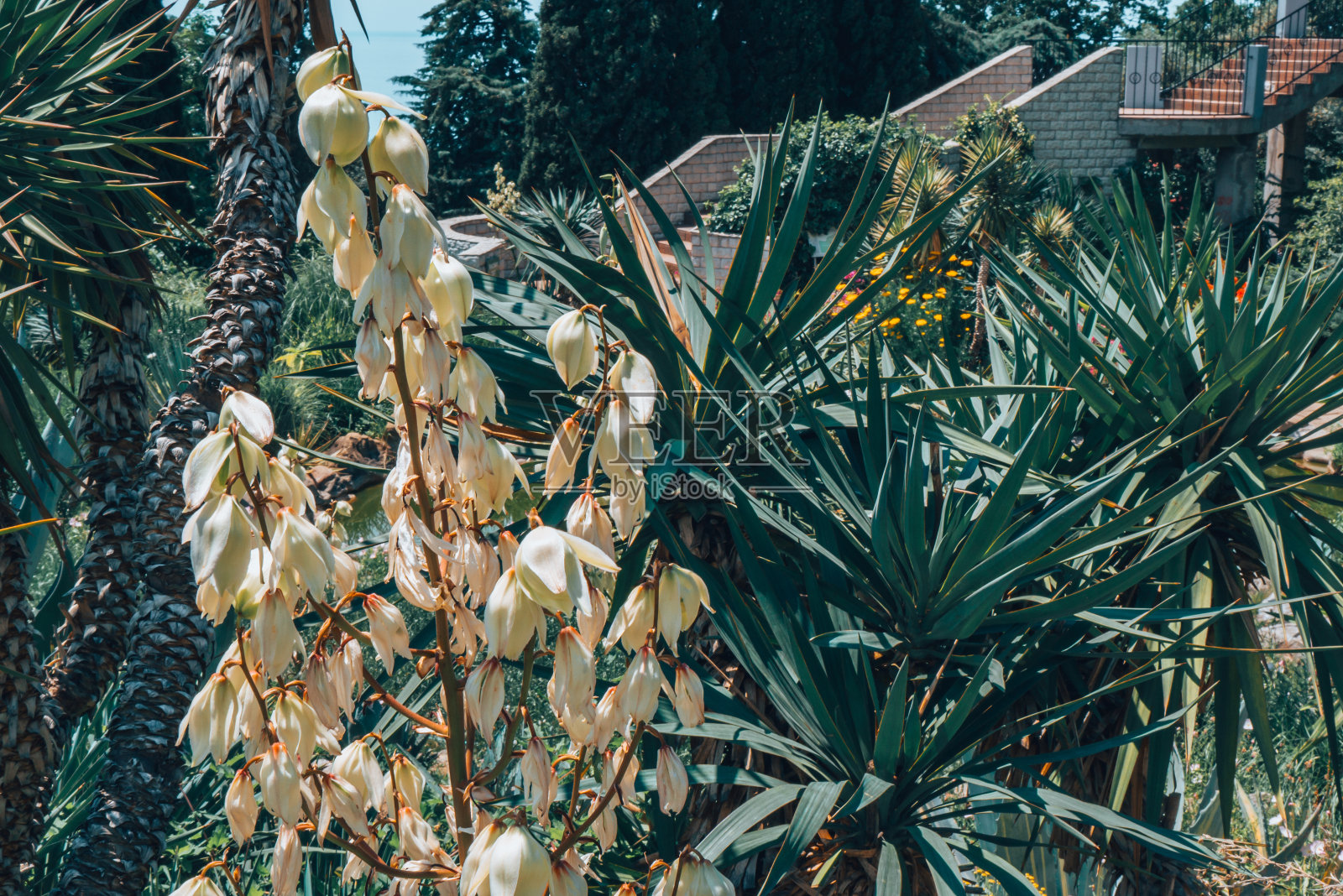 墨西哥城的仙人掌田。照片摄影图片