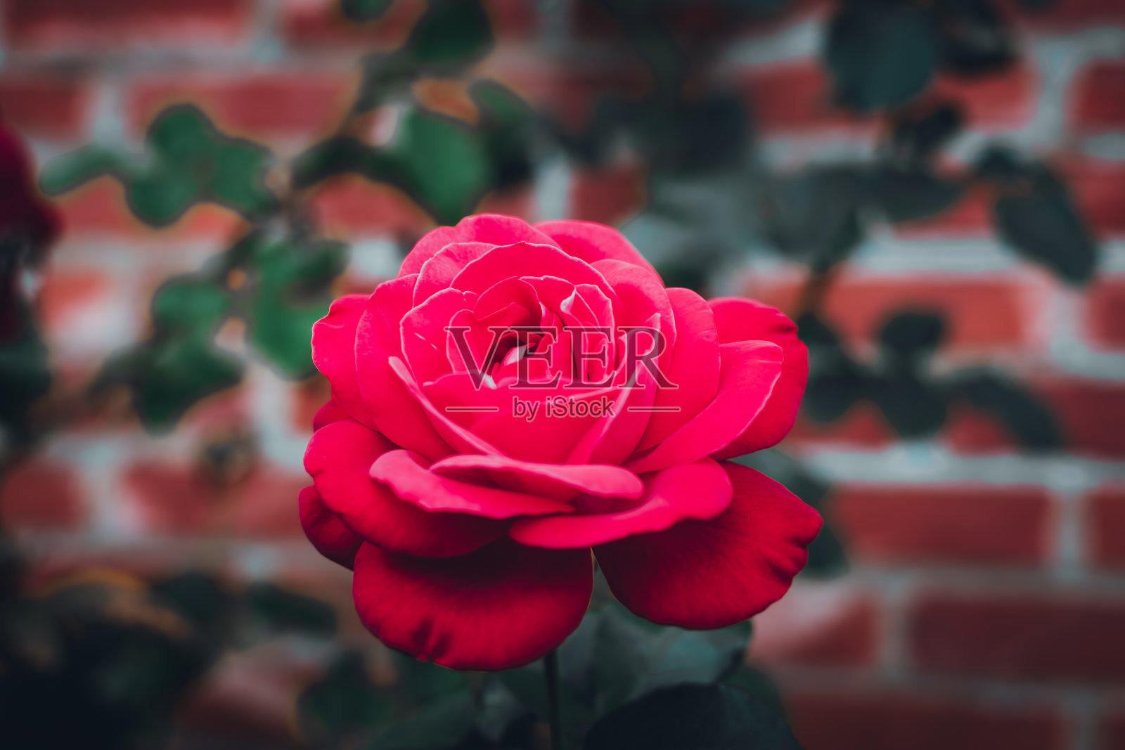 砖墙的背景是红玫瑰照片摄影图片