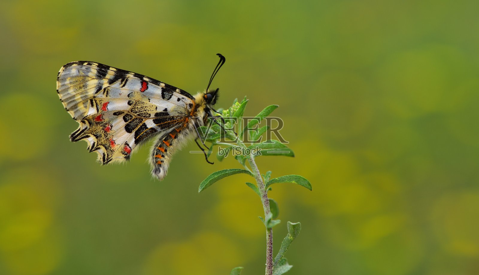 凤蝶科791照片摄影图片