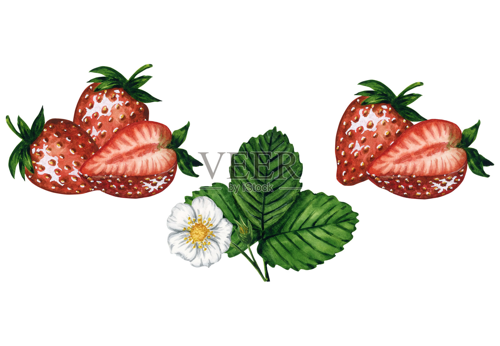 水彩画草莓组合集浆果，树叶和花孤立在白色背景，手绘水彩画插图。用于图案，纺织品，明信片，请柬，贴纸。插画图片素材