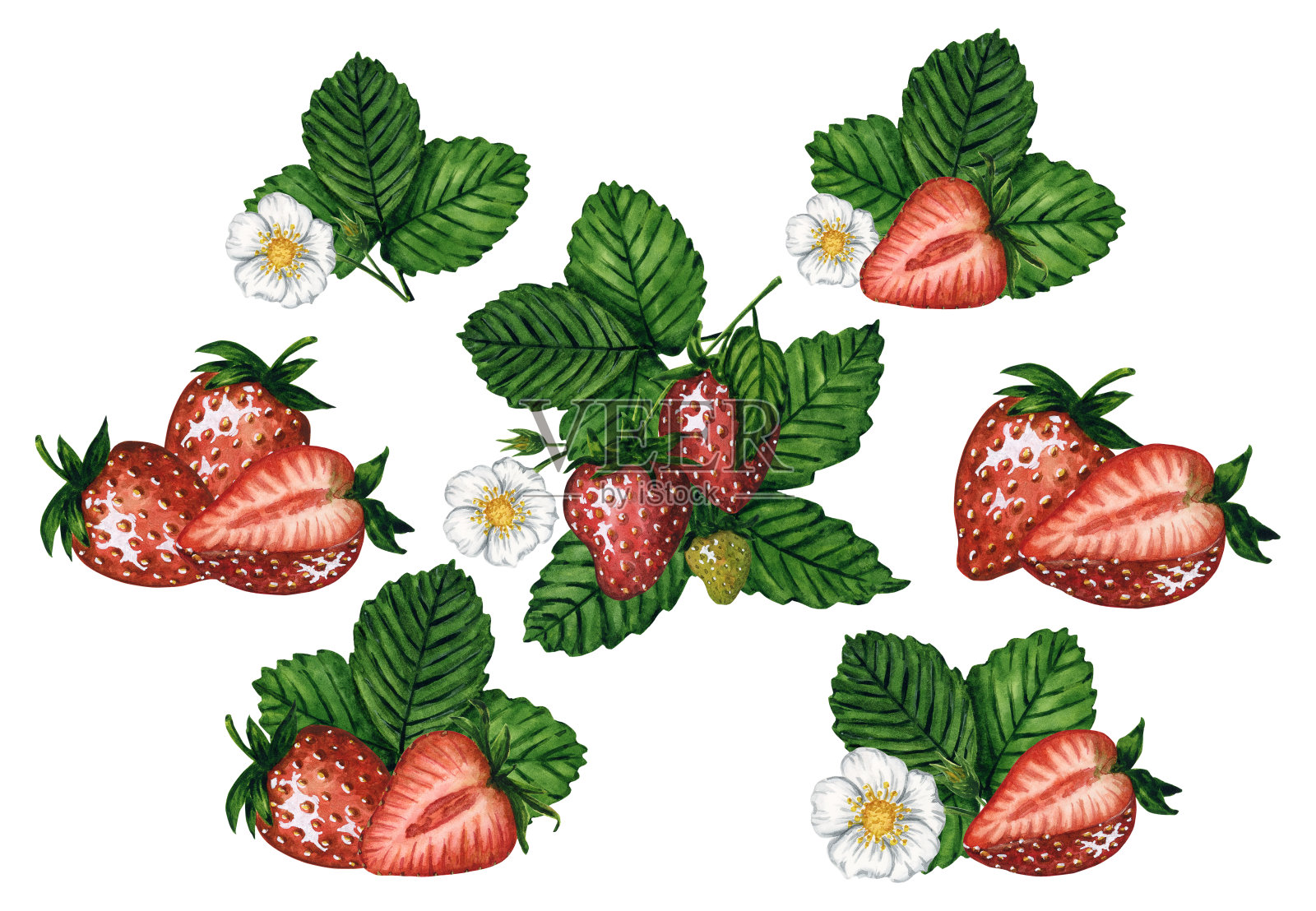 水彩画草莓组合集浆果，树叶和花孤立在白色背景，手绘水彩画插图。用于图案，纺织品，明信片，请柬，贴纸。插画图片素材