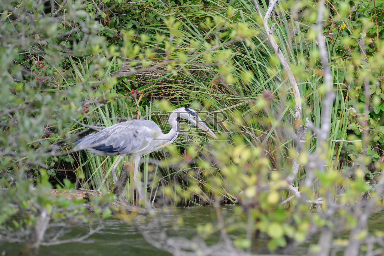 灰鹭在诺福克湿地栖息地的潜行照片摄影图片